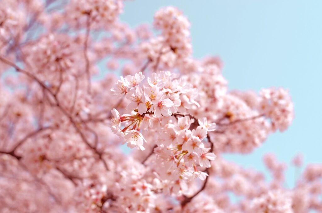 cherry blossoms 